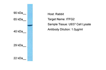 ITFG2 Rabbit Polyclonal Antibody