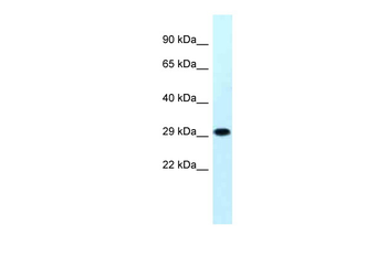 MRPS18B Rabbit Polyclonal Antibody