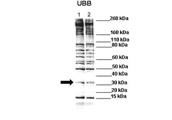 Ubb Rabbit Polyclonal Antibody