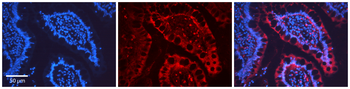 NOS2 Rabbit Polyclonal Antibody