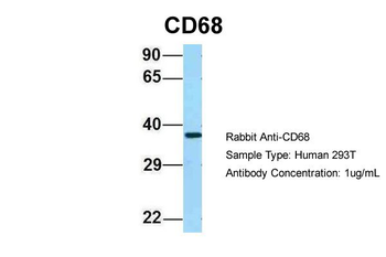 CD68 Rabbit Polyclonal Antibody