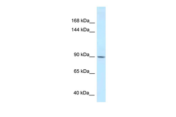 DACT1 Rabbit Polyclonal Antibody