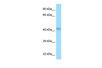 P2RY2 Rabbit Polyclonal Antibody