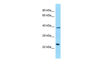 MUTED Rabbit Polyclonal Antibody