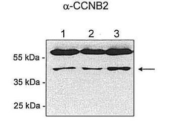 CCNB2 Rabbit Polyclonal Antibody