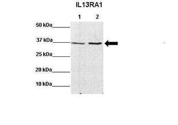 IL13RA1 Rabbit Polyclonal Antibody