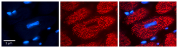 FPGS Rabbit Polyclonal Antibody