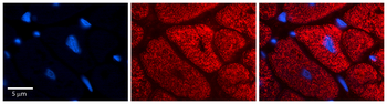 SDHC Rabbit Polyclonal Antibody