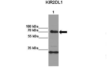 KIR2DL1 Rabbit Polyclonal Antibody