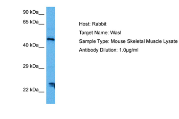 WASL Rabbit Polyclonal Antibody