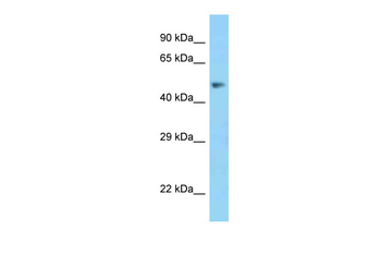 MSR1 Rabbit Polyclonal Antibody
