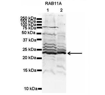 RAB11A Rabbit Polyclonal Antibody