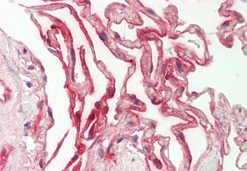 RXFP2 Rabbit Polyclonal Antibody