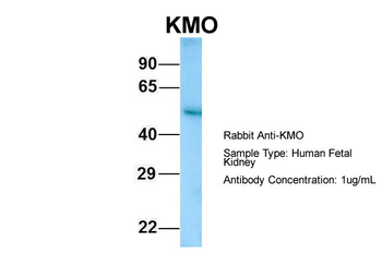 KMO Rabbit Polyclonal Antibody