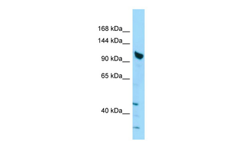 SHANK2 Rabbit Polyclonal Antibody