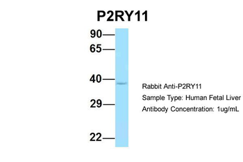 P2RY11 Rabbit Polyclonal Antibody
