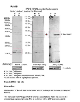 RAB1B Rabbit Polyclonal Antibody