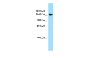 CD109 Rabbit Polyclonal Antibody