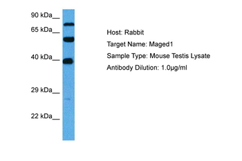 MAGED1 Rabbit Polyclonal Antibody