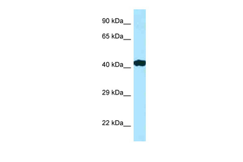 RILP Rabbit Polyclonal Antibody