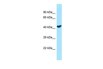 COQ6 Rabbit Polyclonal Antibody
