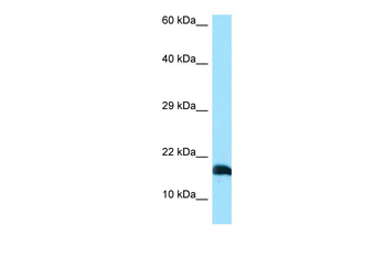LST1 Rabbit Polyclonal Antibody
