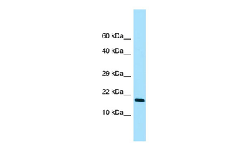 CFC1 Rabbit Polyclonal Antibody