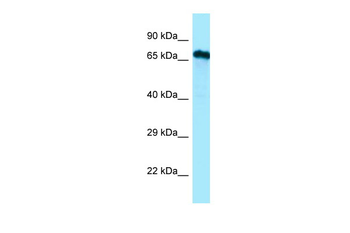 CDC14A Rabbit Polyclonal Antibody