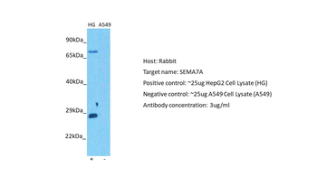 SEMA7A Rabbit Polyclonal Antibody