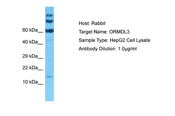 ORMDL3 Rabbit Polyclonal Antibody