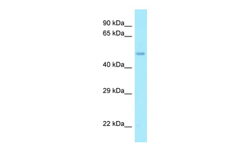 AAMP Rabbit Polyclonal Antibody