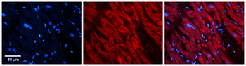ATG13 Rabbit Polyclonal Antibody