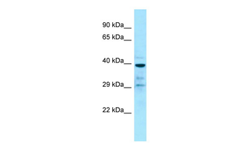 GPR68 Rabbit Polyclonal Antibody