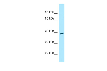 GPR68 Rabbit Polyclonal Antibody
