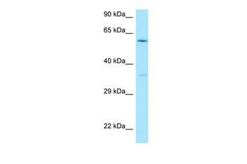 CDC40 Rabbit Polyclonal Antibody