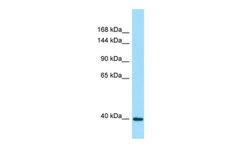 DRP2 Rabbit Polyclonal Antibody