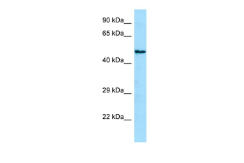 ANGPTL1 Rabbit Polyclonal Antibody
