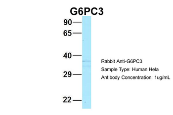 G6PC3 Rabbit Polyclonal Antibody