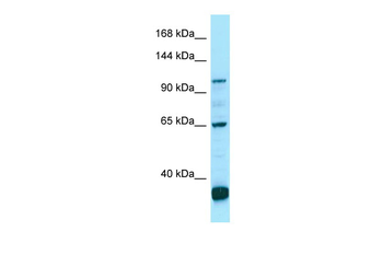 PDE6C Rabbit Polyclonal Antibody