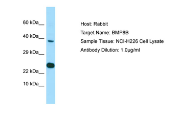 BMP8B Rabbit Polyclonal Antibody