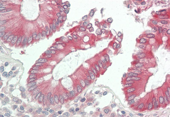 DUOXA2 Rabbit Polyclonal Antibody