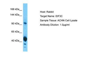 EIF3C Rabbit Polyclonal Antibody