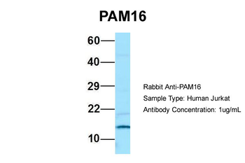 PAM16 Rabbit Polyclonal Antibody