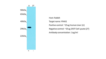 FFAR2 Rabbit Polyclonal Antibody