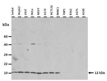 FKBP1A Rabbit Polyclonal Antibody