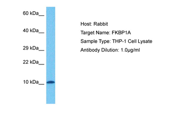 FKBP1A Rabbit Polyclonal Antibody