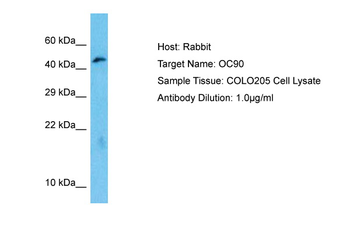 OC90 Rabbit Polyclonal Antibody