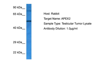 APEX2 Rabbit Polyclonal Antibody