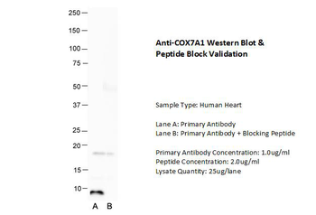 COX7A1 Rabbit Polyclonal Antibody
