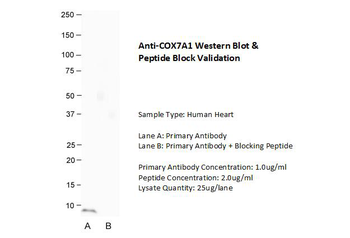 COX7A1 Rabbit Polyclonal Antibody